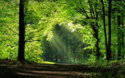 El Patron Árbol – Una propuesta de innovación social disruptiva en pro de la sostenibilidad